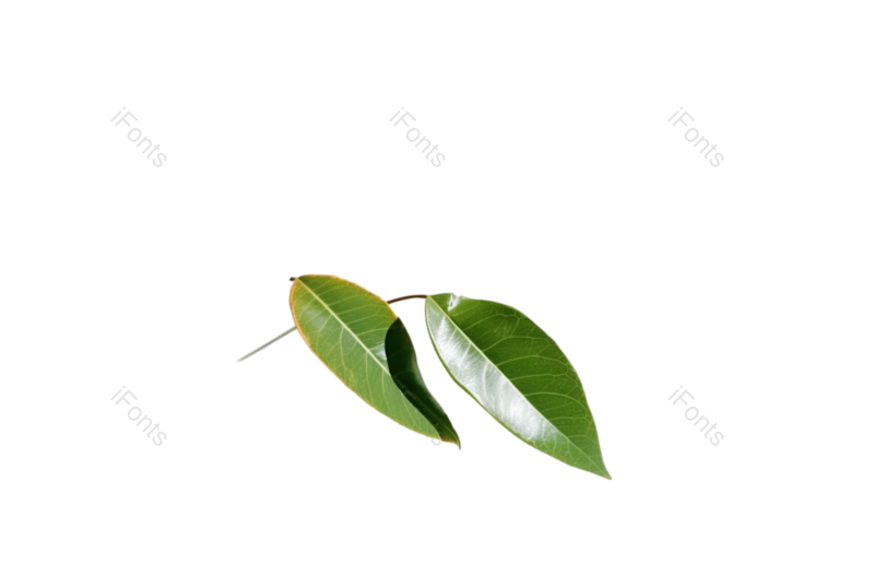 叶子图片,形状元素,清新PNG,摄影免抠素材